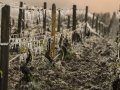 2017 Harvest Report: French Wineries Picking Smallest Crop Since 1945