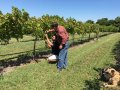 Texas Vineyards Survive Harvey's Visit