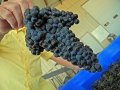 Hurricane Harvey Spares Texas Vintners - Great News For Wine Lovers
