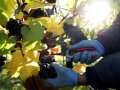 Bumper year for English wine as figures show it is now £130m industry