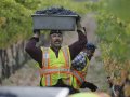 Napa winemakers harvesting red grapes expect better flavor