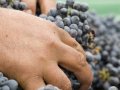 Napa's Worker Squeeze Tightens