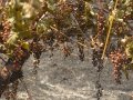 After Fires, Chile Rebuilds Devastated Wine Regions