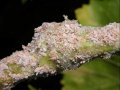 Vine Mealybug Flares Up in Central Coast