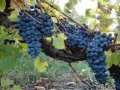 Ohio grape and wine industry contributes $1.3 billion to state's economy