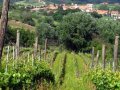 Weather a Challenge for Italy's Growers