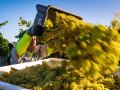 Are There Enough Sonoma Harvest Workers?
