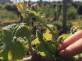 Natural fungicide could restore French winemaking glory