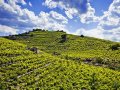 Anson: Are these rare grapes the future of Roussillon?