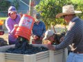 Southern Oregon Harvest Heats Up for Homestretch