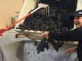 Lake, Livermore Grape Crop Spared Heat Damage