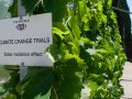 Resurrecting Ancient Wines That Can Survive Climate Change