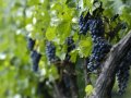 Climate Change Is Coming for Your Favorite Wine