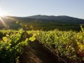 The mysterious magic behind Napa’s mountain-grown wines