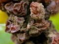 How noble rot influences wine flavour – study