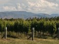 NZ wine industry set to reach $2bn in exports by 2020
