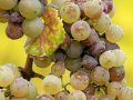 How Noble Rot Makes for a Better, Peachier White Wine