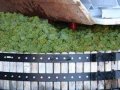The Complete Guide to Making Champagne
