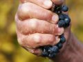 Drawing the Natural Wine Battle Lines