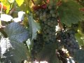 As Wine Grape Harvest Begins, Calif. Growers Face Ongoing Farmworker Shortage