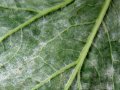 Downy Mildew in California Vineyards