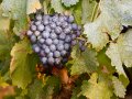 California Winemakers No Longer Fight Drought—Now It's Mildew
