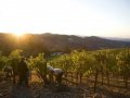 Has a heatwave dented the California 2017 harvest?