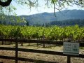 SPOTTSWOODE ESTATE VINEYARD & WINERY HONORED  WITH THE 2017 GREEN MEDAL ENVIRONMENT AWARD   