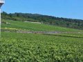 Burgundy's Most Expensive White Wines
