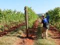 Winemakers and Growers Tour Virginia Vineyards
