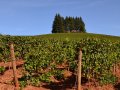 Exclusive: Silver Oak Owners Buy Oregon Vineyard from Dick Erath