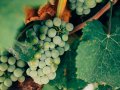 THESE ARE THE CHEMICAL COMPOUNDS THAT MAKE WINE TASTE SO GOOD