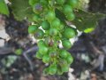 Freak hail storm hits Napa Valley vineyards