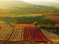 RIOJA VINEYARDS ‘BADLY DAMAGED’ BY FROST